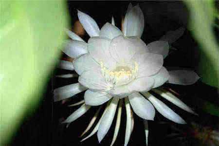 护花小神医全本小说_护花小神医（林平李芸汐）完整版阅读