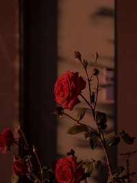 夏洁奶奶小说全集免费免费试读（金丝嫁衣）